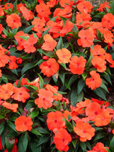 50 Dwarf Orange Impatiens Walleriana Sun Or Full Shade Flower Seeds * - £6.24 GBP