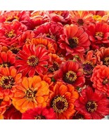 Zinnia Oriole Double Orange Songbirds Butterflies Hummingbirds 100 Seeds... - $204.81 MXN
