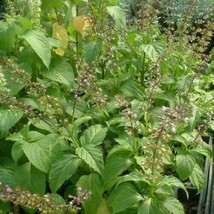 Pepper Basil - Ocimum selloi - 10+ seeds (F 173) - £2.34 GBP
