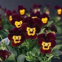 Viola Bambini Mix 100 Seeds Free Shipping - $75.58 MXN