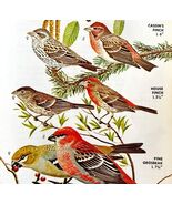 Red Finches 4 Varieties And Types 1966 Color Bird Art Print Nature ADBN1p - $371.27 MXN