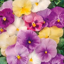 100 seeds Pansy Mix PASTELS Viola Containers Cool Weather Edible USA NonGMO - £9.42 GBP