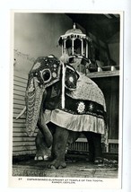 Caparisoned Elephant at Temple of the Tooth Kandy Ceylon Real Photo Postcard - £16.84 GBP