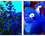 100 pcs Balcony Blue Bougainvillea Outdoor Netherlands Blooming Spectabilis - $16.93