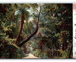 Drive To Cocoanut Grove Miami Florida FL UDB Postcard S14 - £3.52 GBP