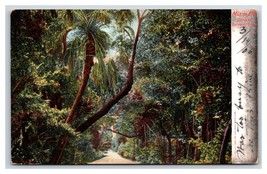 Drive To Cocoanut Grove Miami Florida FL UDB Postcard S14 - £3.47 GBP