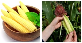 Mini Baby Sweet Corn Seeds Vegetable Poporn 250 Pcs Seeds - £22.80 GBP