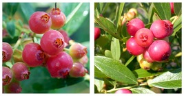 Pink Lemonade Blueberry Bush - Hot Pink Fruit - 2.5&quot; Pot - $40.98