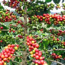 2.5&quot; Pot Arabica Coffee Beans Five Petals Easy Jasmines Scent Indoors Live Plant - £31.81 GBP
