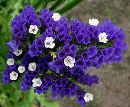 30 seeds Blue Sea Lavender Limonium Sinuatum - £7.84 GBP