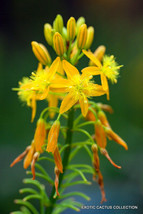 BULBINE NATALENSIS rooiwortel rare exotic medicinal succulent flowering 20 seeds - £7.04 GBP