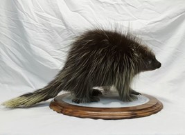Beautiful Winter Porcupine Lifesize Taxidermy - £1,202.75 GBP