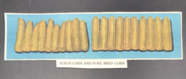 VTG 1920s Lithograph Cutouts of Scrub Corn &amp; Pure Bred Corn Farming - £10.50 GBP