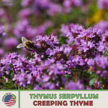 Grow In US 350 Creeping Thyme Seeds Thymus Serpyllum Ground Cover Herb - £8.50 GBP