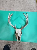 H61 Dead Head Whitetailed Deer Euro Antler Skull Mount Taxidermy - $74.20