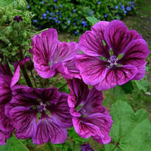 20 Seeds Malva Sylvestris Ssp Mauritanica Fresh Seeds for Planting - £14.34 GBP