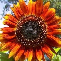 USA Seller Autumn Beauty Sunflower Seeds Flowers Big Orange Red Yellow Sun Flowe - £7.43 GBP