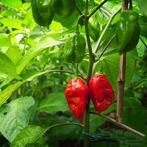 Semilir Ghost Pepper Seeds ~ Naga Viper Chile Hot~ Bhut Bhi Jolokia 19 Premium S - £6.78 GBP