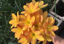 2 Yellow Rain Lily Bulbs TW91030-27 Fresh Seeds - £14.92 GBP