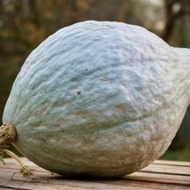 Blue Hubbard Squash Seeds Winter Gray Blue Pumpkin Butternut Jarrahdale Queensla - $9.90