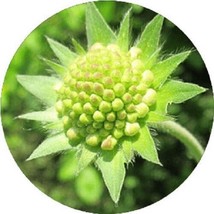 TH 35 Seeds Green Pincushion Scabiosa Flower Seeds / Perennial - £12.03 GBP