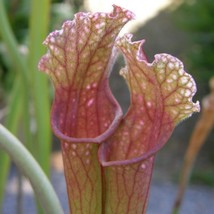 5 Sarracenia Dutch Stevens Pitcher Plant Carnivorous Seeds For Planting   - £14.58 GBP