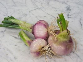 Onion Violet De Galmi, 300 Seeds R - £13.14 GBP