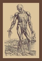 The Fourth Plate of the Muscles by Andreas Vesalius - Art Print - £17.57 GBP+