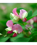 FMG Lotus Tetragonolobus Squarepod Deervetch Attractive Flower Planting ... - $17.81