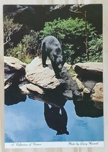 Postcard American Black Bear A Reflection of Nature Blue Ridge Parkway S... - $5.75