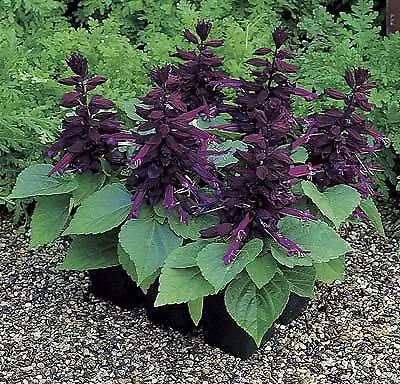 Salvia Salsa Purple 500 seeds - £28.48 GBP