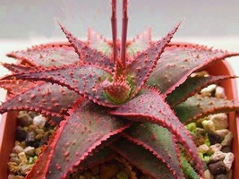 Aloe Christmas Carol @ red color hybrid succulent rare agave cacti seed 50 SEEDS - £7.60 GBP
