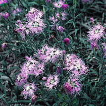 Lwstore Fringed Pinks 100 Seeds Usps Shipping - £7.27 GBP