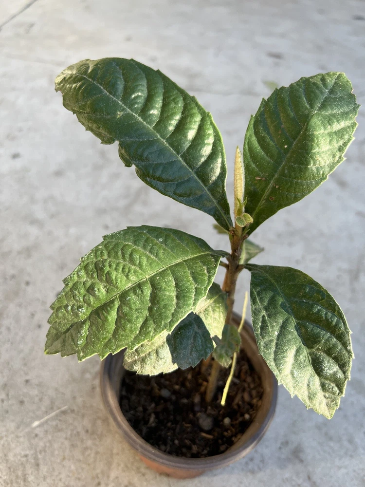 Giant Loquat Harvest Plant With Pot 6” Tropical Live Plant - €2,38 EUR