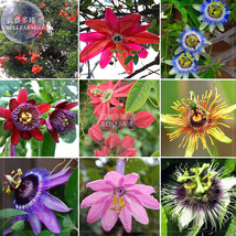 Goodidea BELLFARM Mixed 9 Types of Passiflora Flowers Big Hanging Bonsai Flower  - £4.57 GBP