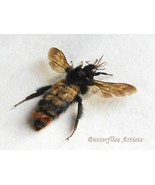Giant Rufous Bumblebee Rare Bombus Species Real Framed Entomology Shadowbox - $107.29 CAD