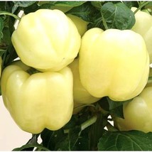 White Bell Pepper Vegetable Seeds #ZJK18 - £11.20 GBP+