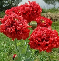 100 Seeds Double Red Peony Poppy Flowers New Crop Garden  - $7.90