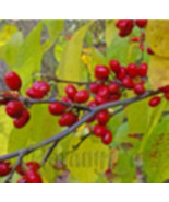 Northern Spicebush plant (Lindera Benzoin) 1-2 year old bare root 8-14&quot; ... - $21.00