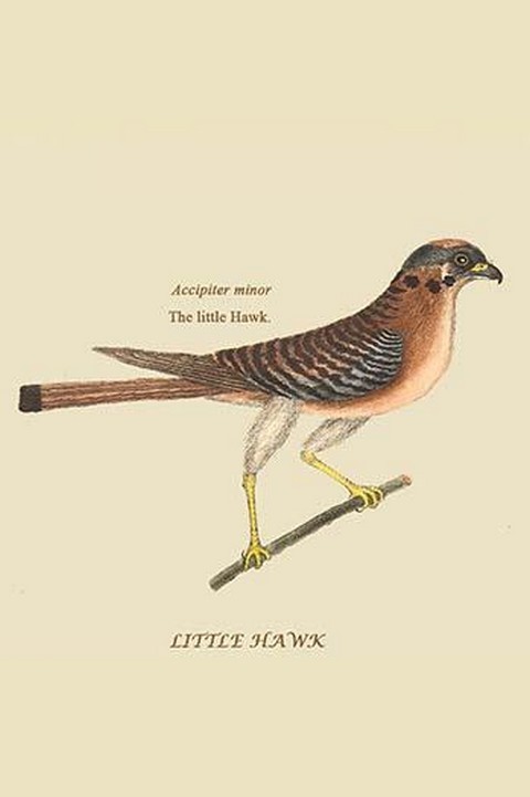 Primary image for Little Hawk by Mark Catesby #2 - Art Print