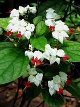 SR12Store 25 White Red Bleeding Heart Seeds Flowers Perennial Flower Seed 313 US - £6.82 GBP