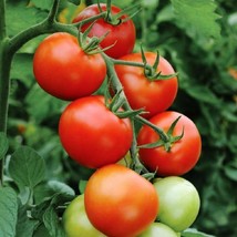 Bloomys 50 Floradade Tomato Seeds HeirloomUS Seller - £8.19 GBP