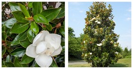 20-28 inch tall &quot;&#39;Bracken&#39;s Brown Beauty &quot; Southern Magnolia Tree Well Rooted - £47.76 GBP