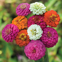 Pumila Mix &quot;Pom Pom&quot; Zinnia Seeds Dwarf Rainbow Multi Color Flower Seed  - £4.65 GBP