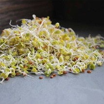 150 Daikon Radish Seeds  Non Gmo Heirloom  Gardening Sprouting &amp; Micro Greens Fa - £7.14 GBP