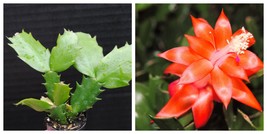 Indian Summer Christmas Cactus Schlumbergera Starter Plant - $26.99