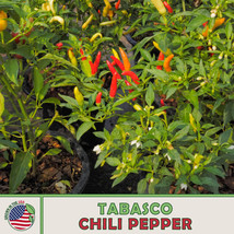 US Seller 50 Tabasco Chili Pepper Seeds, Heirloom, Non Gmo - £7.09 GBP