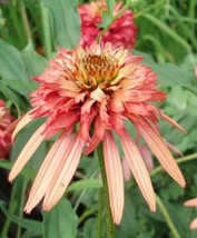 50 Double Salmon Coneflower Seeds Flower Perennial Flowers Seed - $11.98