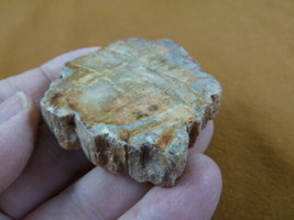 R805-29) genuine fossil Petrified Wood slice specimen Madagascar organic... - $14.95