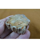 R805-29) genuine fossil Petrified Wood slice specimen Madagascar organic... - $14.95